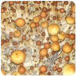 Псилоцибиновые (галлюциногенные)  грибы Psilocybin "Golden Teacher" в Каслях