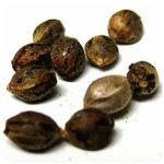 Семена марихуаны АК-47  (Seeds AK-47) в Каслях
